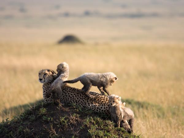 Botswana wildlife vacation for families