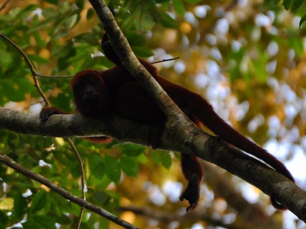 Bolivia wildlife vacation, jaguars and wild cats