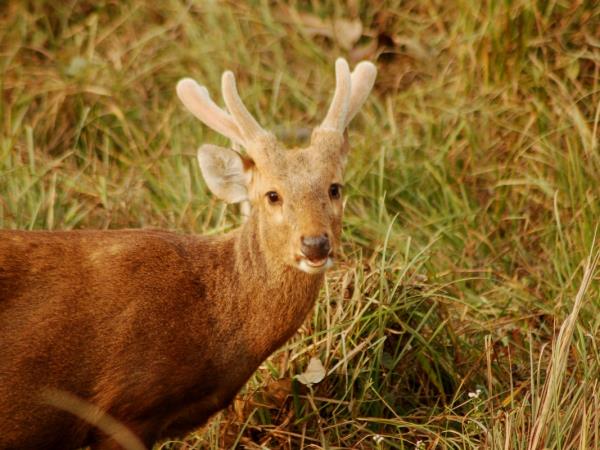 Nepal luxury wildlife safari, Chitwan and Bardia