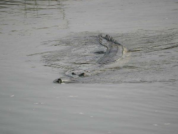 Nepal luxury wildlife safari, Chitwan and Bardia