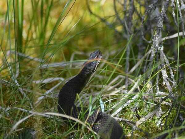 Norway wildlife vacation, walking safari