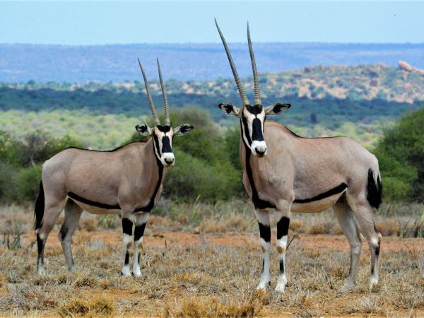 Kenyan culture and wildlife vacation