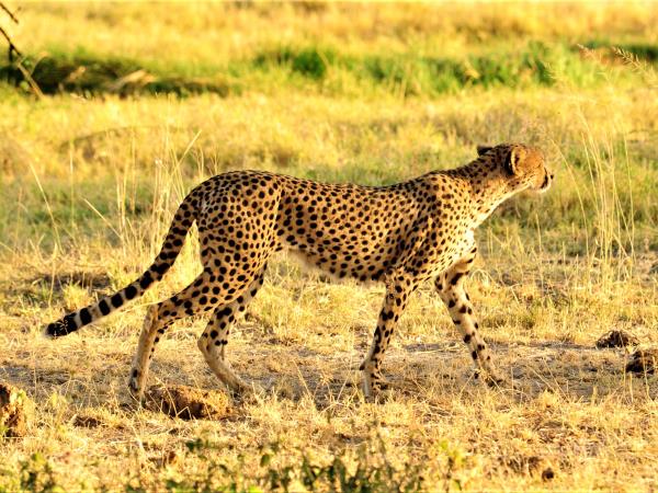 Kenyan culture and wildlife vacation