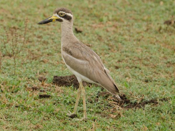 India birding vacation in Chambal