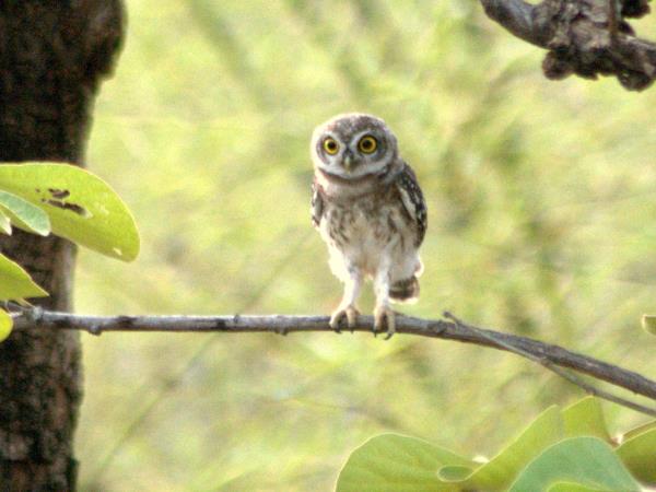 India birding vacation in Chambal