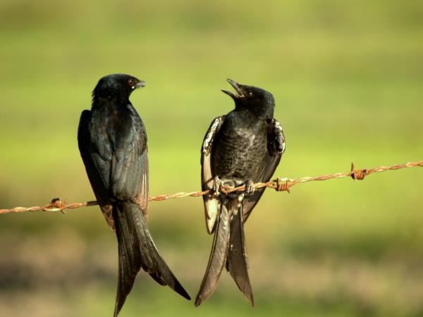 India birding vacation in Chambal