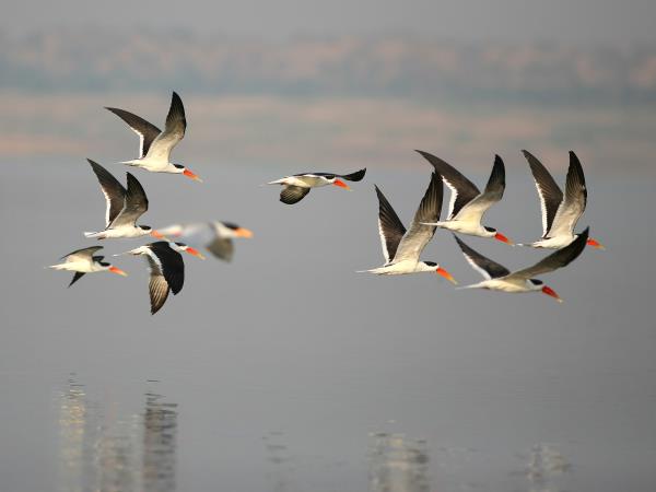 India birding vacation in Chambal