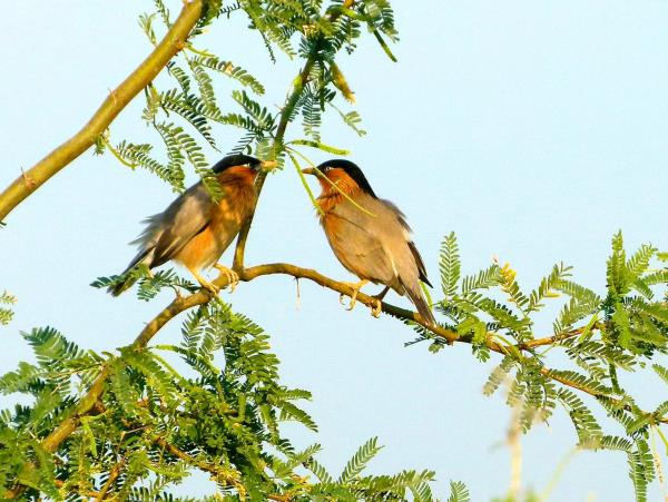 India birding vacation in Chambal
