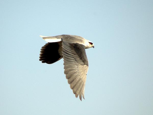 India birding vacation in Chambal