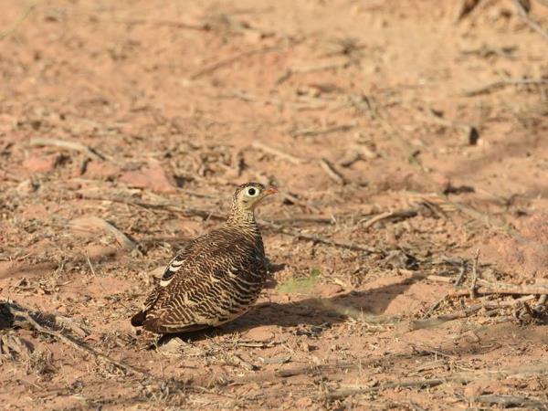India birding vacation in Chambal
