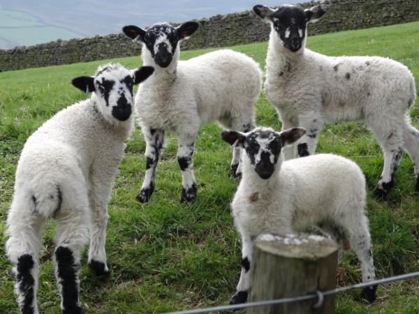 Yorkshire dales walking vacation in England