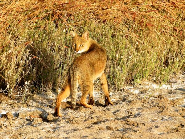 Nepal wildlife vacation, ultimate mammal safari