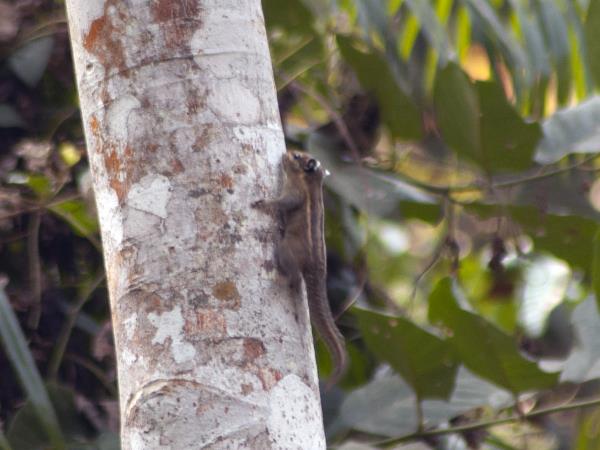 Nepal wildlife vacation, ultimate mammal safari