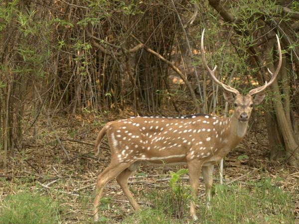 Nepal wildlife vacation, ultimate mammal safari