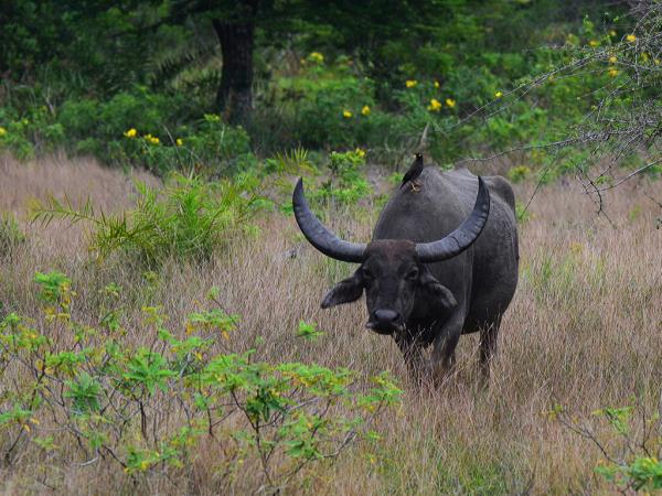 Nepal wildlife vacation, ultimate mammal safari