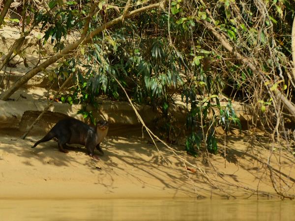 Nepal wildlife vacation, ultimate mammal safari
