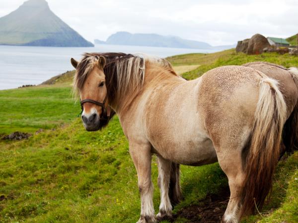 Faroe Islands vacation