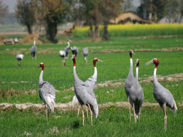 India wildlife tour, Ranthambore and Chambal River