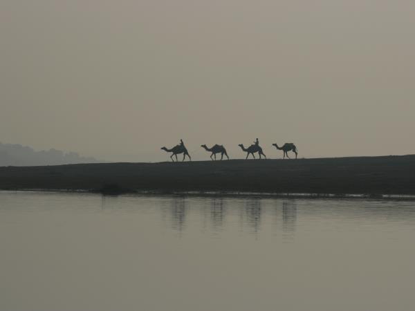 India wildlife tour, Ranthambore and Chambal River