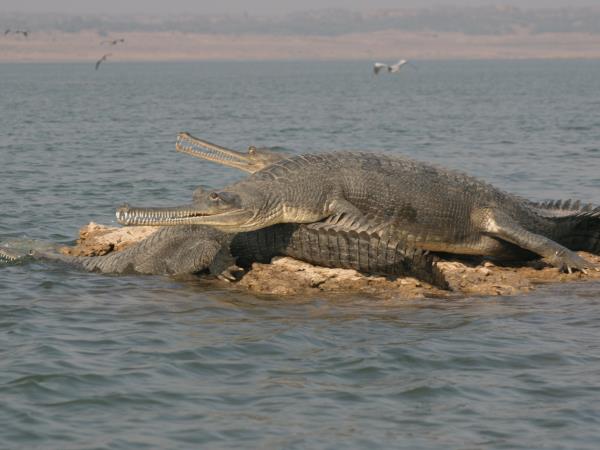 India wildlife tour, Ranthambore and Chambal River