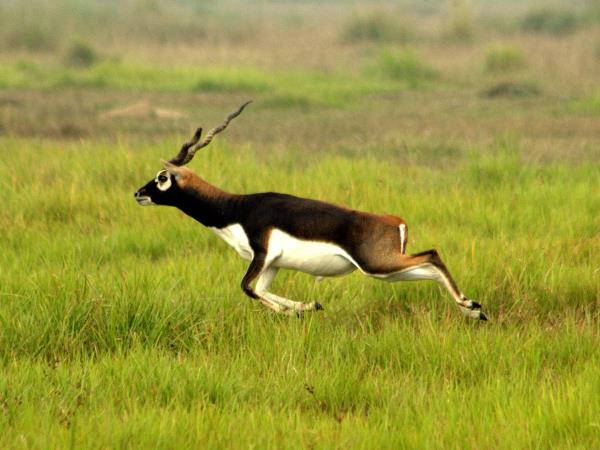 India wildlife tour, Ranthambore and Chambal River