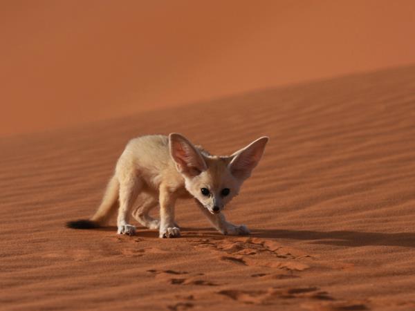 Western Sahara desert wildlife tour