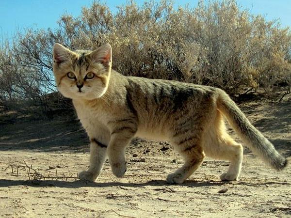 Western Sahara desert wildlife tour