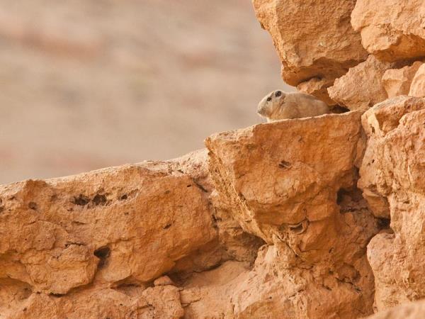 Western Sahara desert wildlife tour