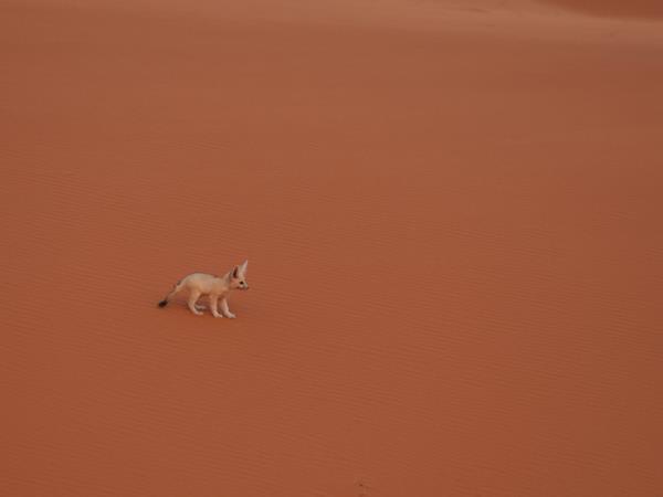 Western Sahara desert wildlife tour