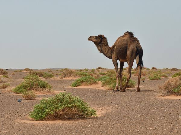 Western Sahara desert wildlife tour