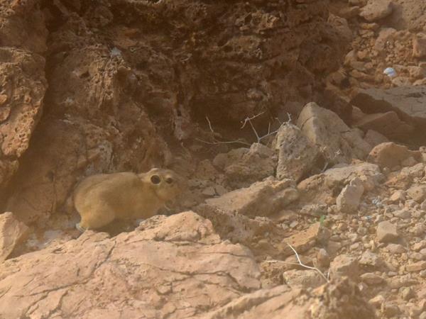 Western Sahara desert wildlife tour