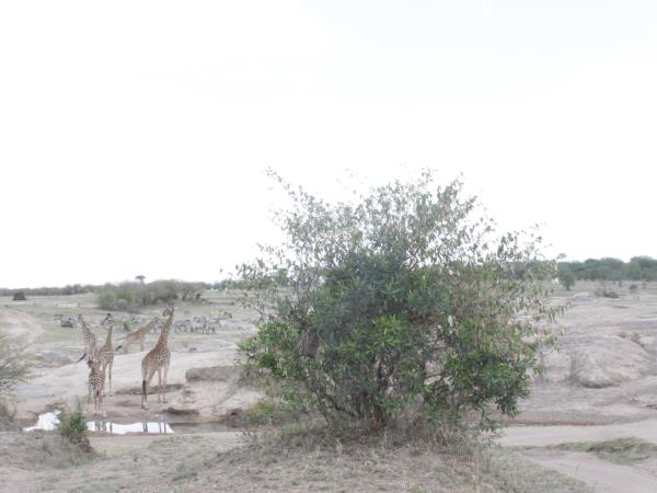 Tanzania wildlife and culture vacation