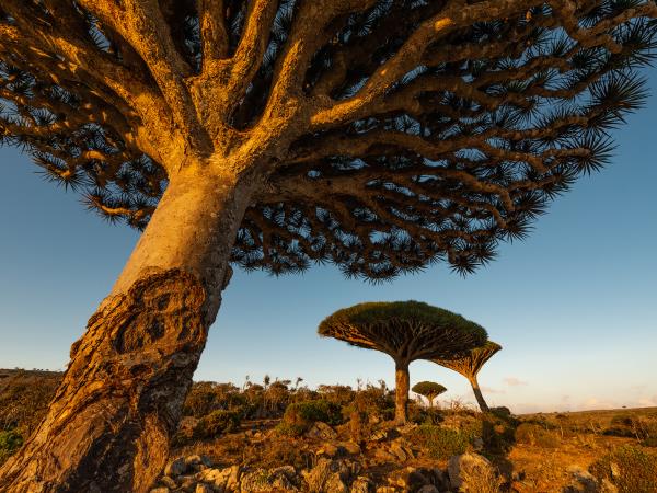 Socotra photography Tour