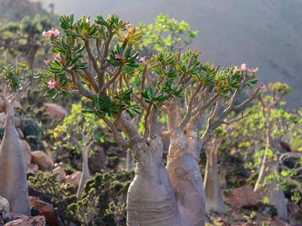 Socotra photography Tour