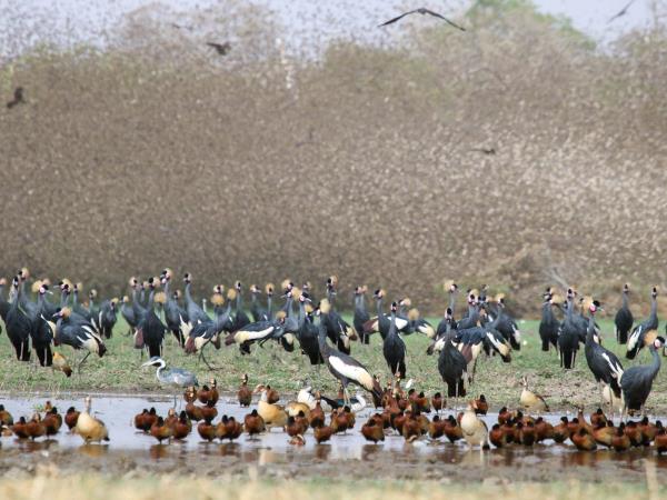 Chad wildlife vacation in Zakouma NP