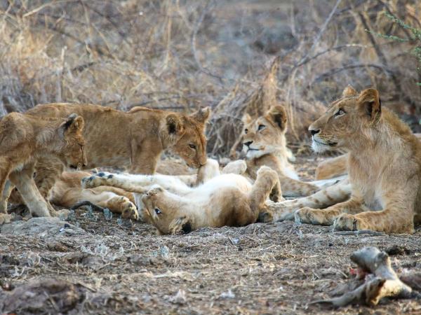 Chad wildlife vacation in Zakouma NP