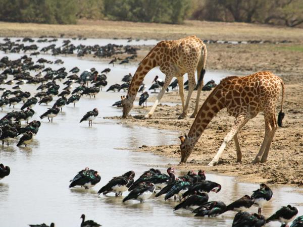 Chad wildlife vacation in Zakouma NP