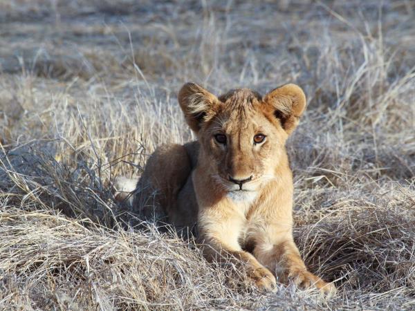 Chad wildlife vacation in Zakouma NP