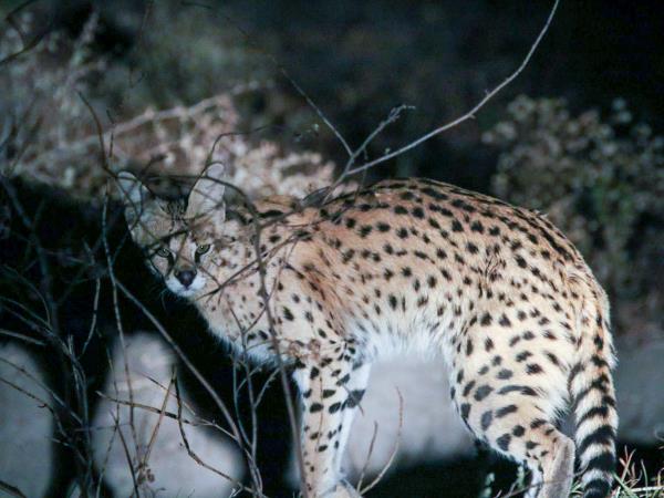 Chad wildlife vacation in Zakouma NP