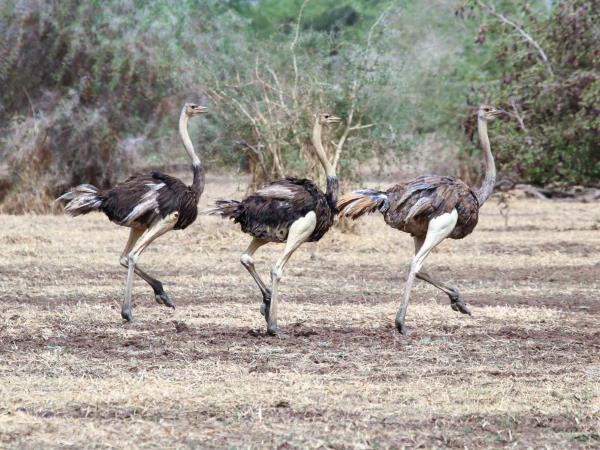 Chad wildlife vacation in Zakouma NP