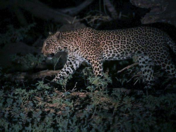 Chad wildlife vacation in Zakouma NP