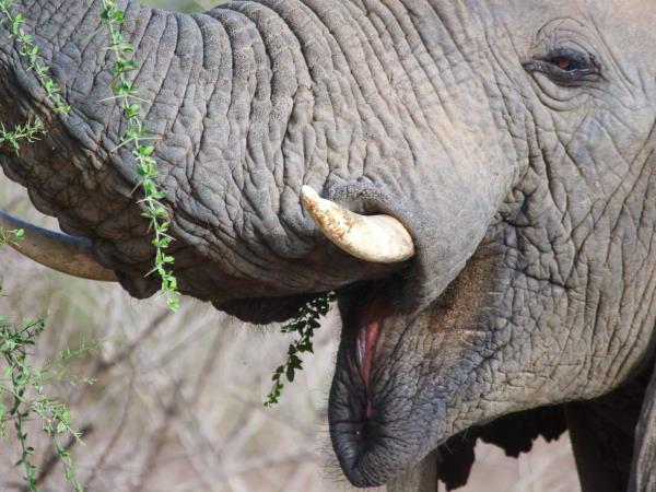 Chad wildlife vacation in Zakouma NP