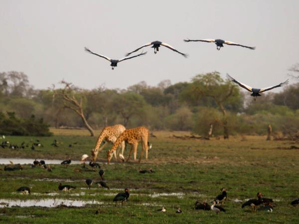 Chad wildlife vacation in Zakouma NP