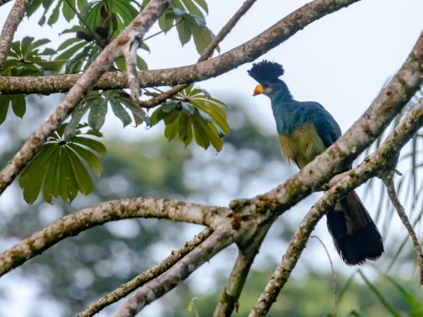 Ivory Coast wildlife vacation, pygmy hippo expedition
