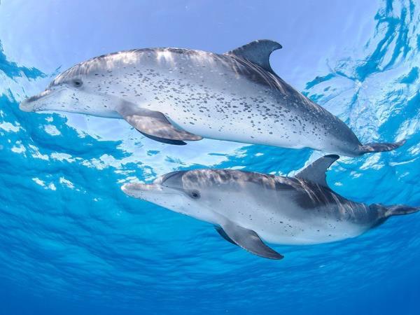 Swim with dolphins and sharks in Bahamas