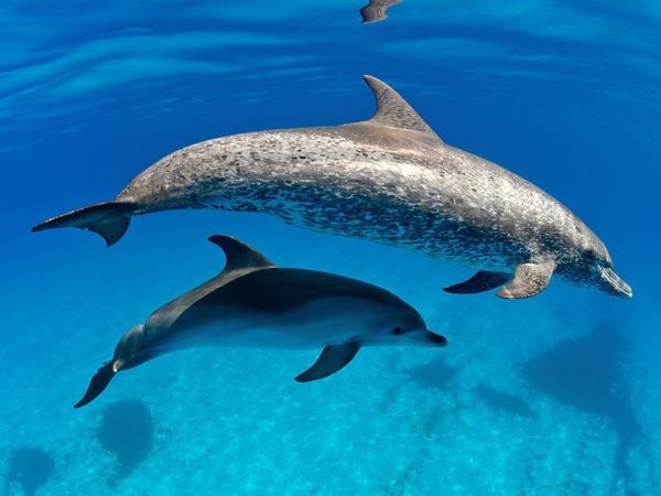 Swim with dolphins and sharks in Bahamas