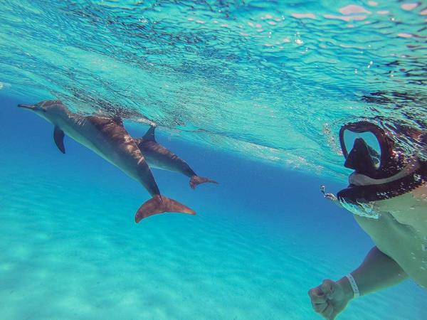 Swim with dolphins and sharks in Bahamas