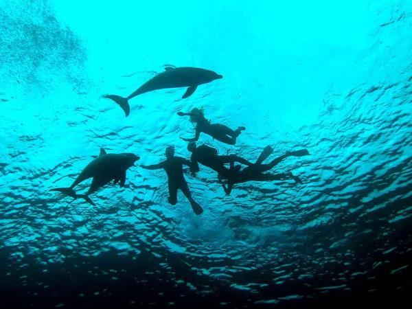 Swim with dolphins and sharks in Bahamas