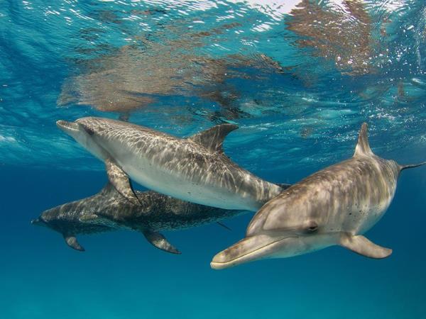 Swim with dolphins and sharks in Bahamas