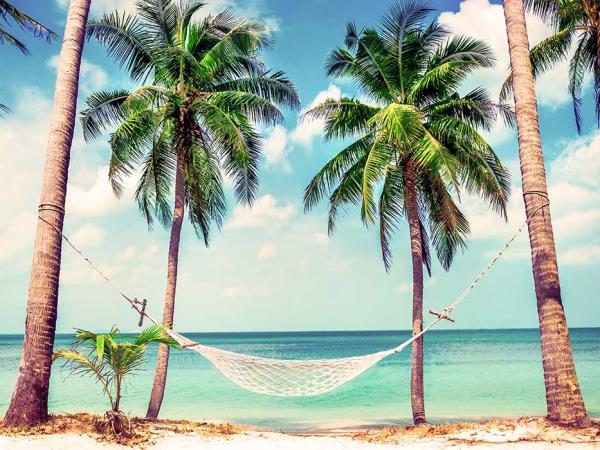 Swim with dolphins and sharks in Bahamas